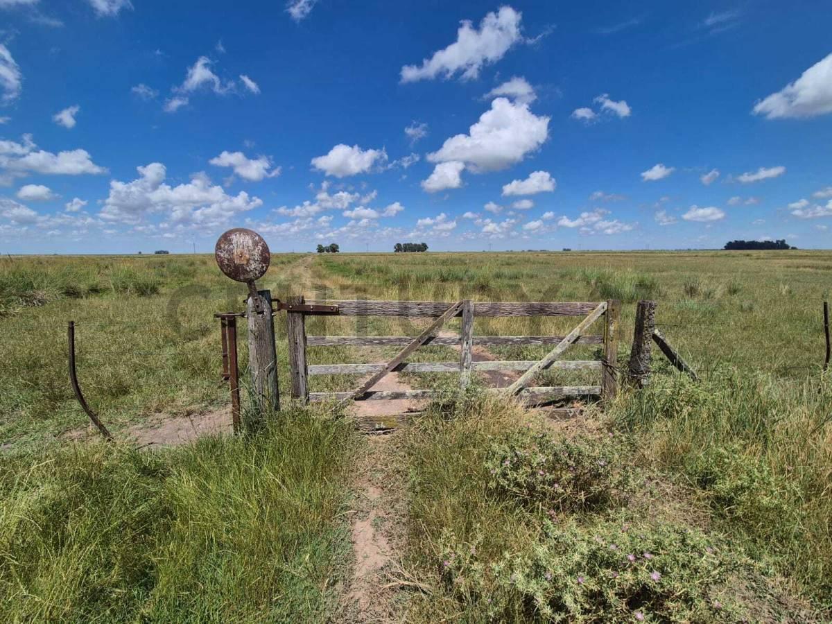 Campo ganadero de 90 hectáreas en Recalde, Olavarría — foto 1