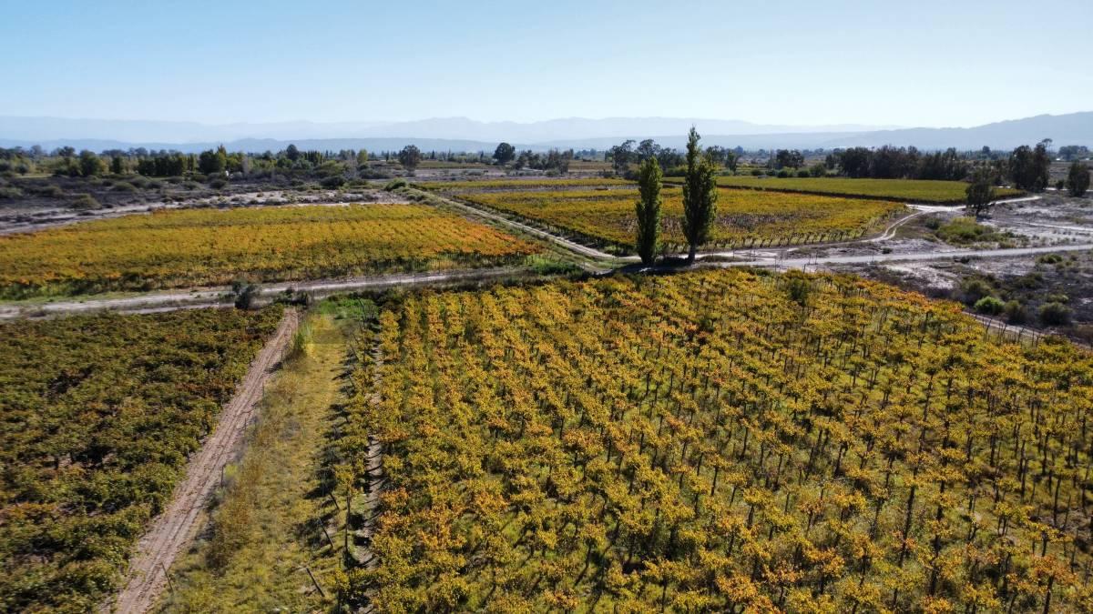 FINCA DE 26,6 HA - EL MOGOTE – SAN JUAN — foto 1