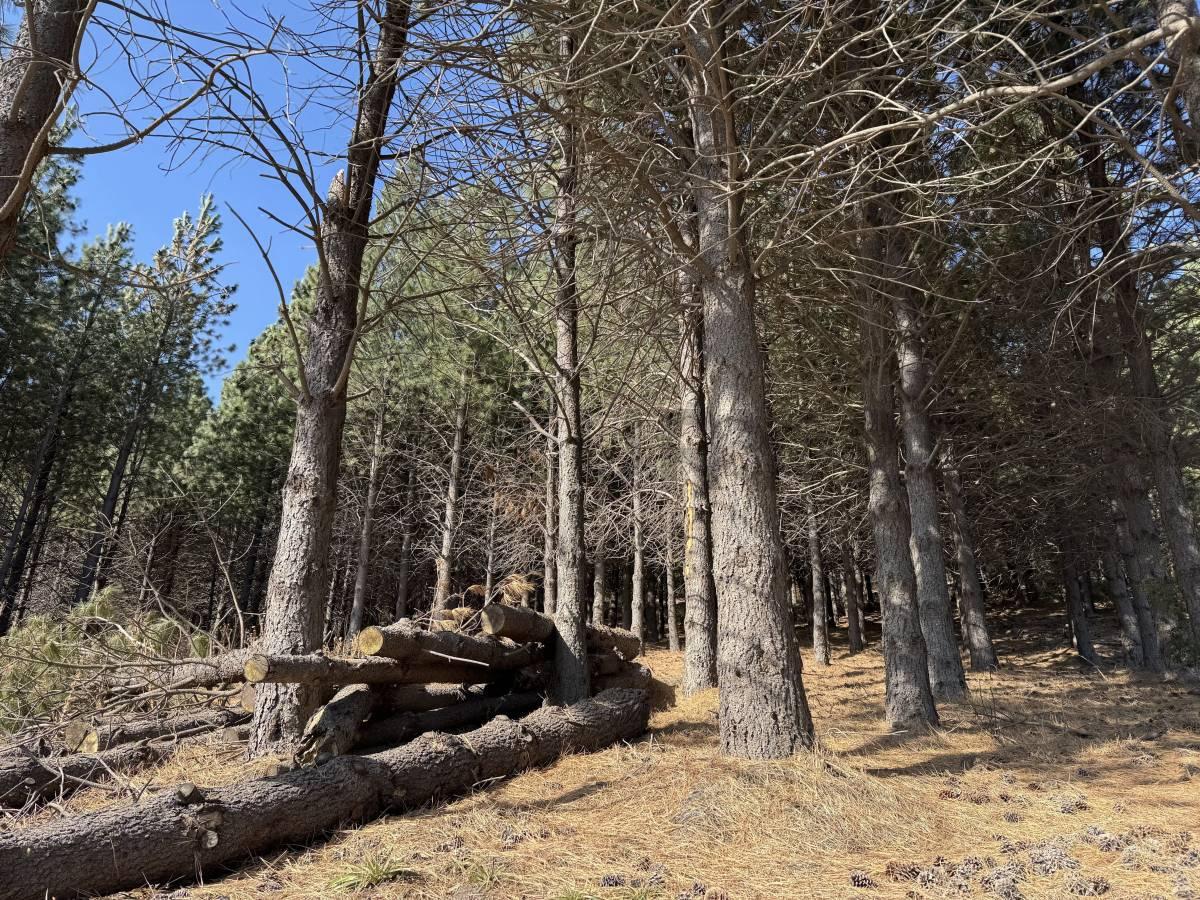VENTA TERRENO SAN MARTIN DE LOS ANDES. CHAPELCO GOLF — foto 1