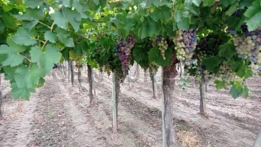 Finca Productiva en venta en Mendoza Maipu — foto 1