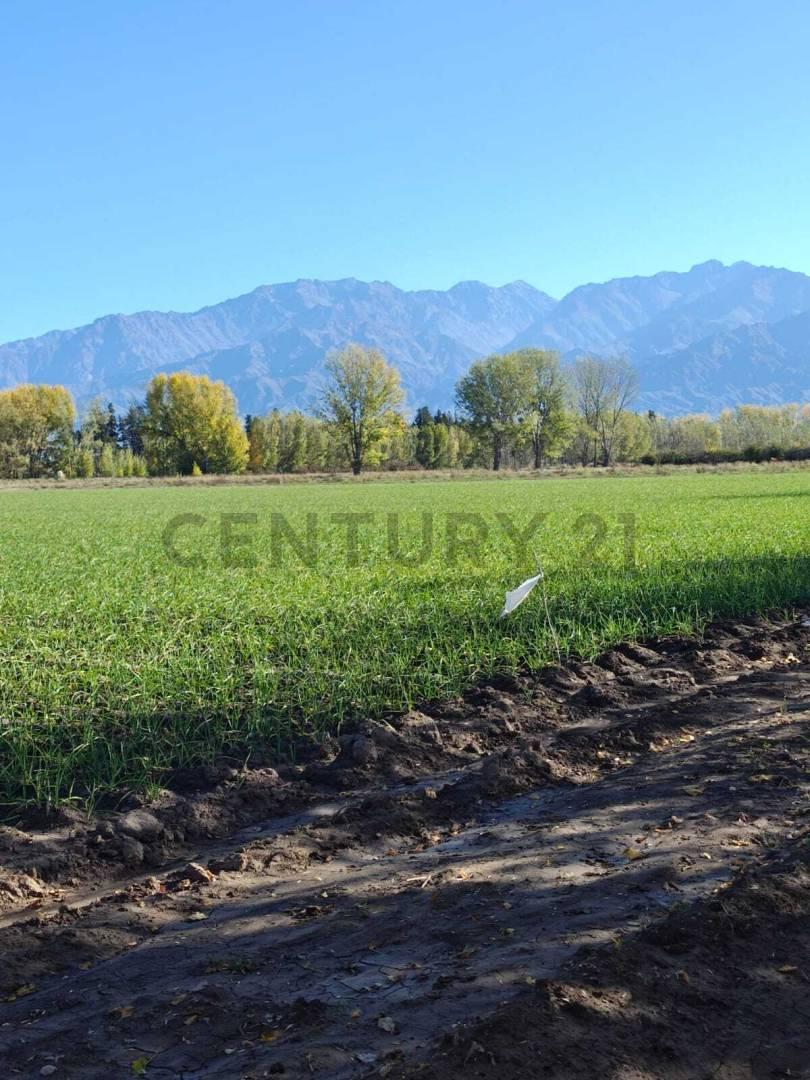 VENTA FINCA 7,08 HA – VISTA FLORES, TUNUYÁN (VALLE DE UCO) — foto 1