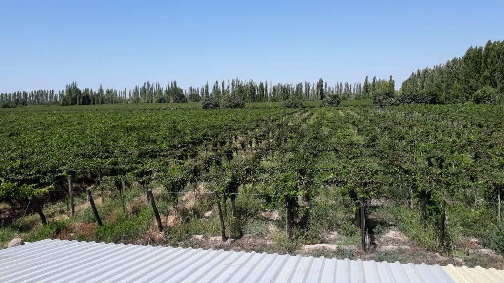 FINCA EN VENTA | OPORTUNIDAD DE INVERSIÓN | LAVALLE — foto 1