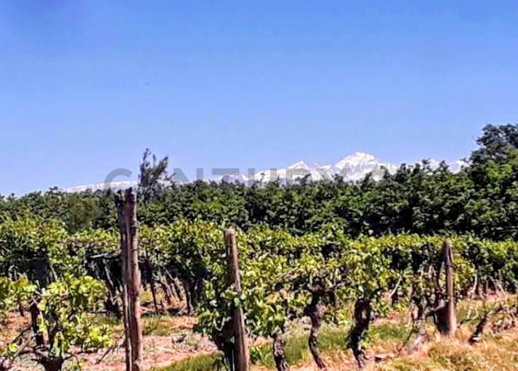 Century 21 vende Finca productiva en La Pega, Lavalle, Mendoza o fracciones de 2000 m² cada lote — foto 1