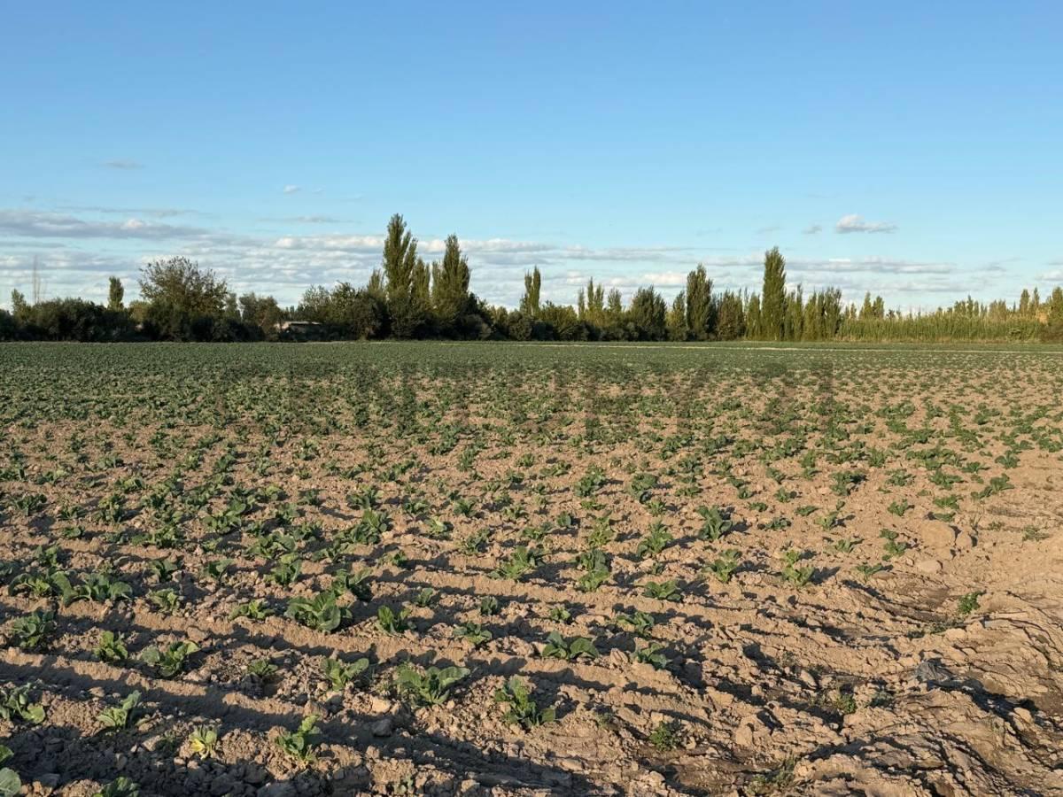 Century21 López ofrece a la venta Finca en Rodeo del Medio, Maipú. — foto 1