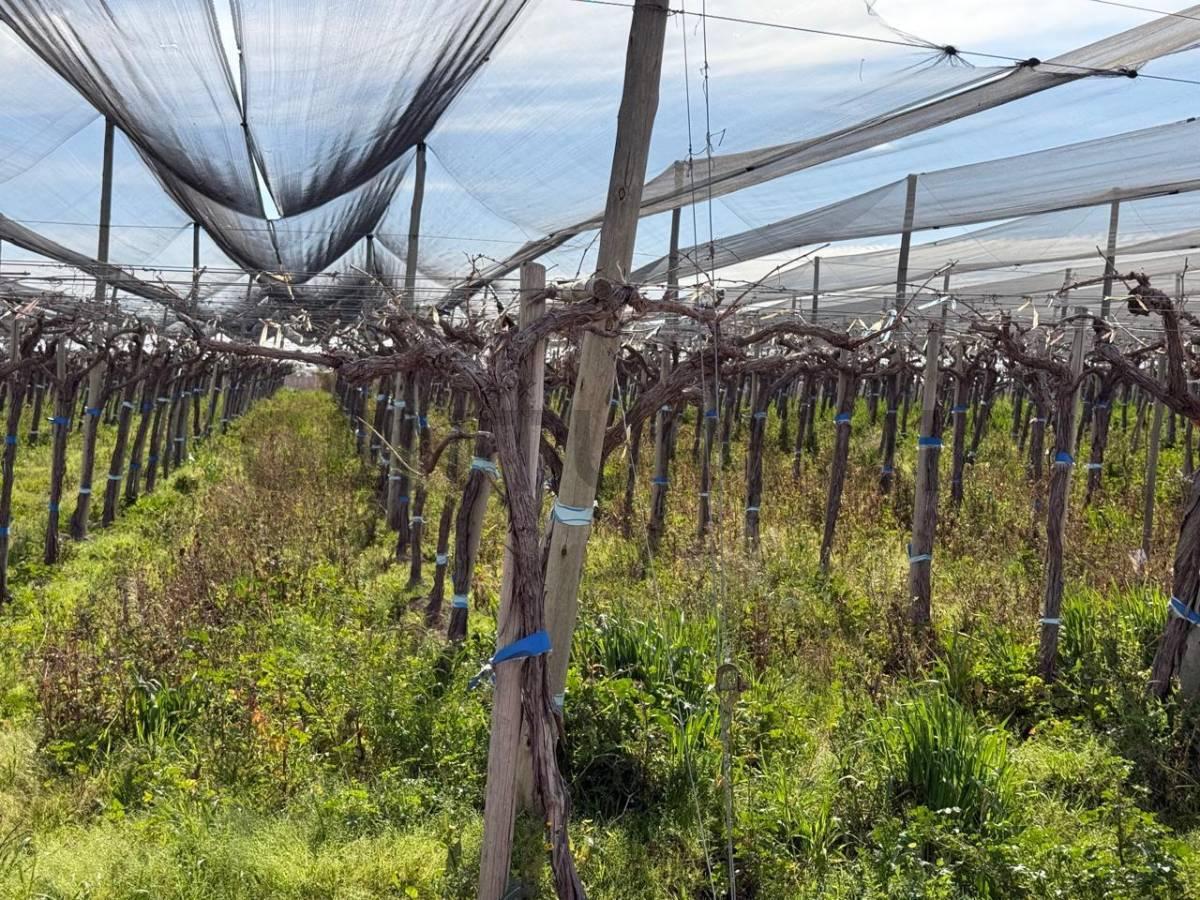 Finca en Venta, Rodeo del Medio, Maipú, Mendoza — foto 1