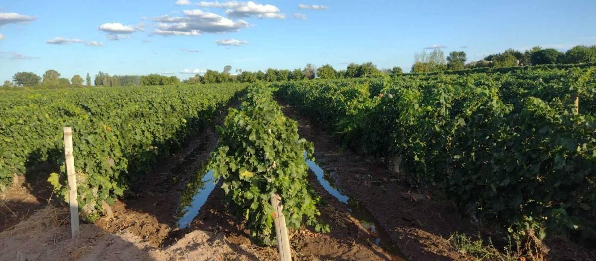 Century21 López ofrece a la venta Finca Productiva en Montecaseros, San Martín, Mendoza. — foto 1
