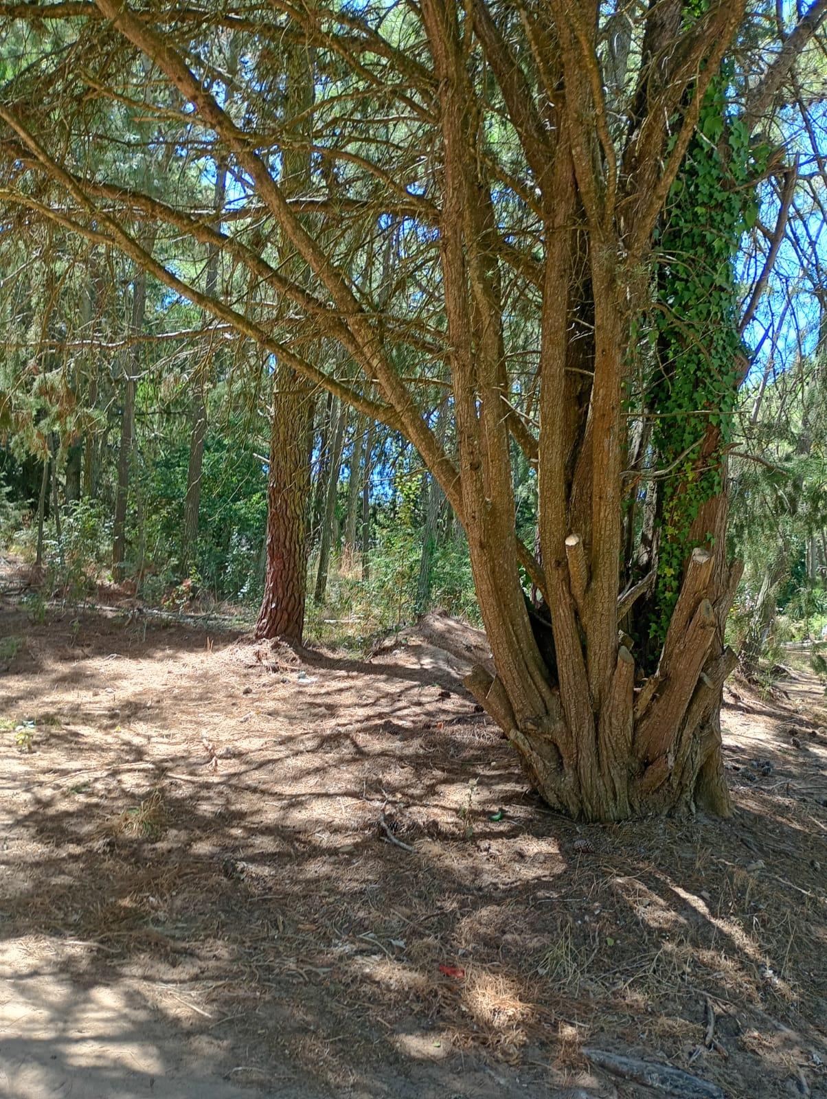 Terreno en venta en Carilo — foto 1
